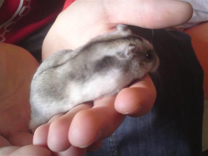 Mine Sibiriske DværgHamstre - Bella billede 16