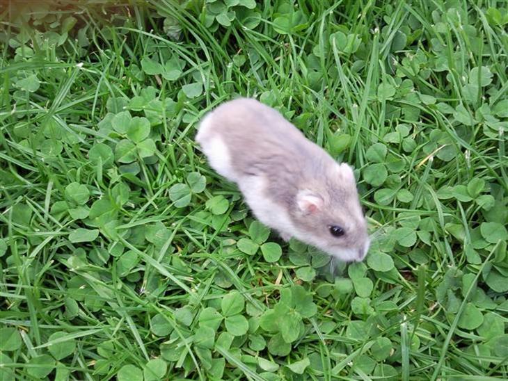 Gamle hamster Sjulle - Udenfor sommeren 2009 billede 0