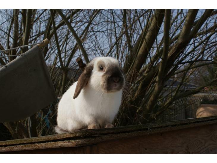 {{currentPhoto.altText}} billede {{currentPhoto.number}}