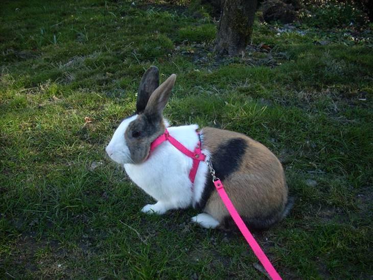 {{currentPhoto.altText}} billede {{currentPhoto.number}}