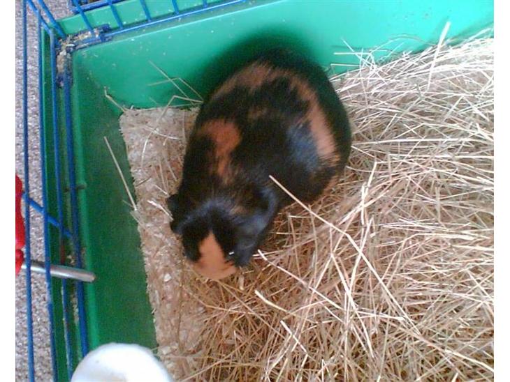 {{currentPhoto.altText}} billede {{currentPhoto.number}}