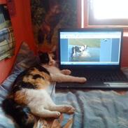 Mine skønne dyr! xD