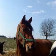 Mine skønne dyr! xD