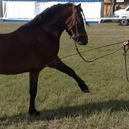 Mine skønne dyr! xD