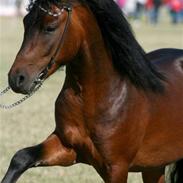 Mine skønne dyr! xD