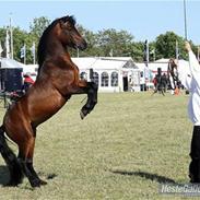 Mine skønne dyr! xD