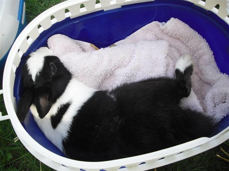 Spring dag med pigerne<3 - Herbert Andersen! billede 1