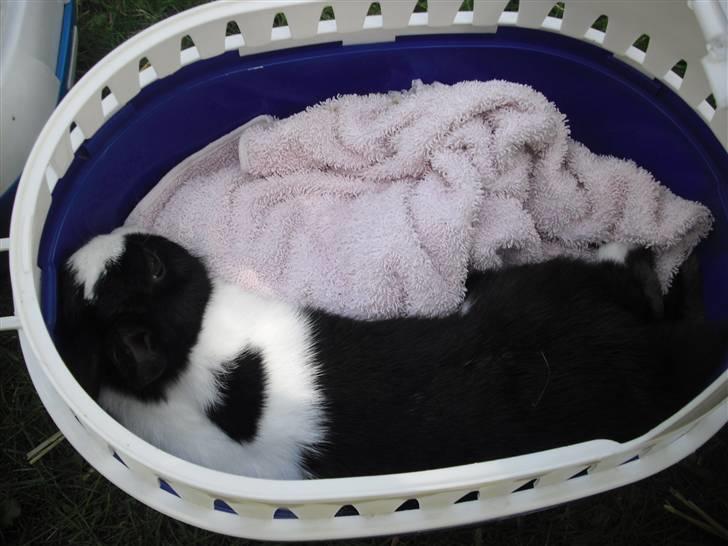 Spring dag med pigerne<3 - Herbert Andersen! billede 2