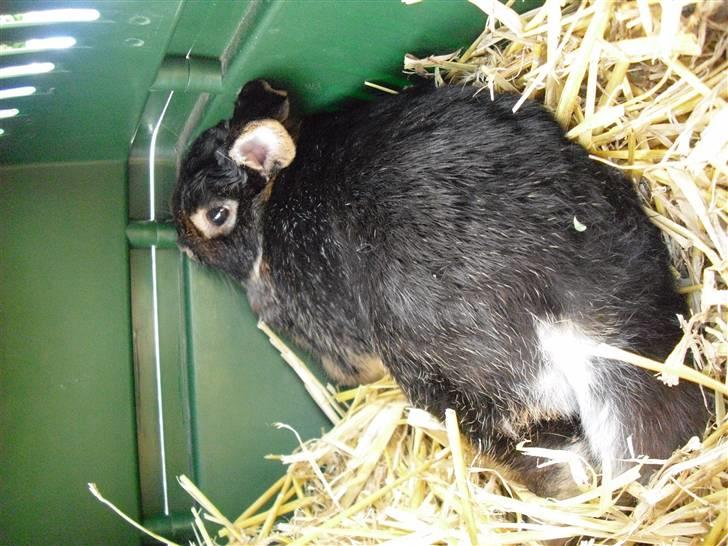 Spring dag med pigerne<3 - Stampe! billede 19