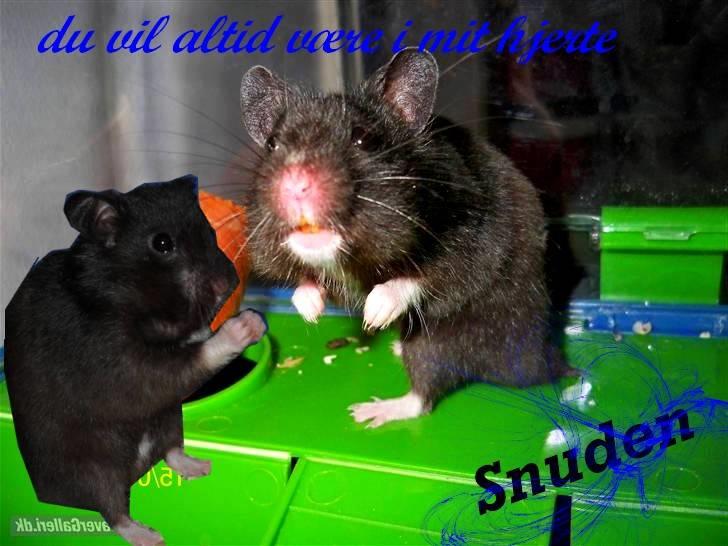 Redigerede billeder til andre :D - Til !¤Stald Vilde¤!                       
-Håber du kan lide og bruge det ;D billede 1