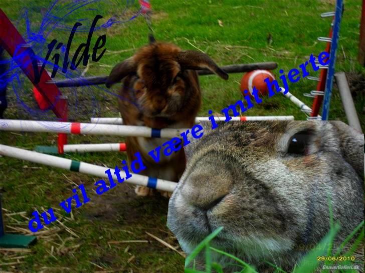 Redigerede billeder til andre :D - Til !¤Stald Vilde¤!
-Håber du kan lide og bruge det ;D billede 2