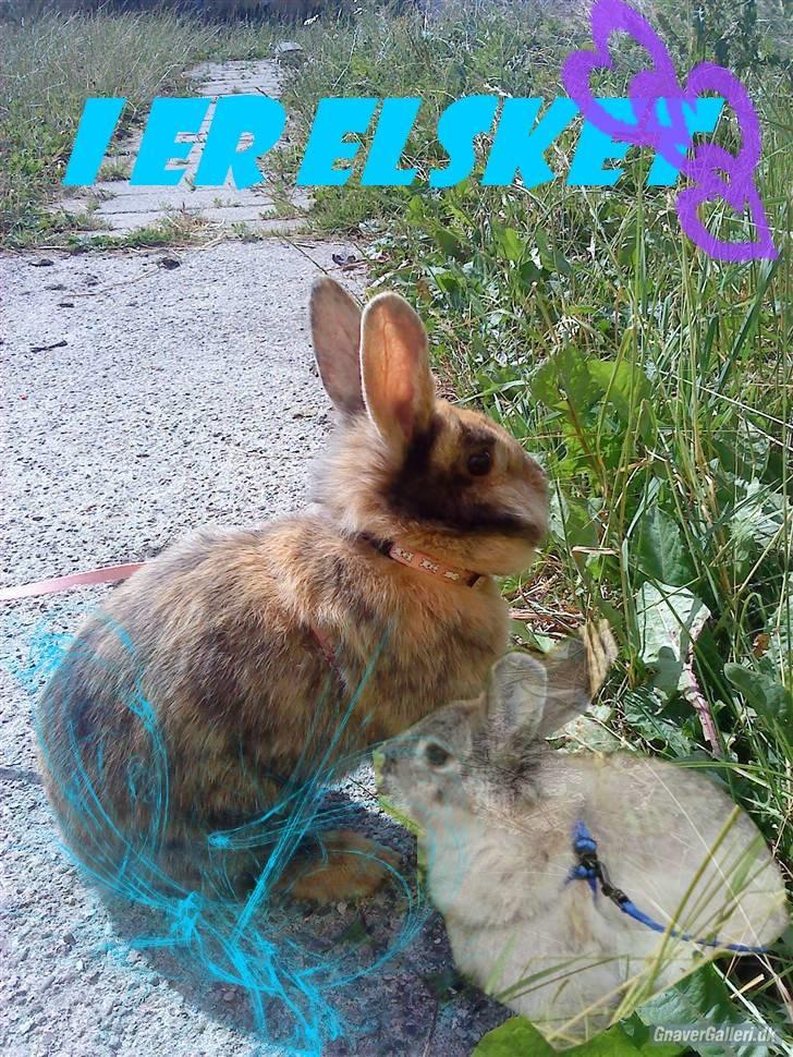 Redigerede billeder til andre :D - Til -Prinsessen-Clara Egdal-
-Håber du kan lide og bruge det ;D billede 3