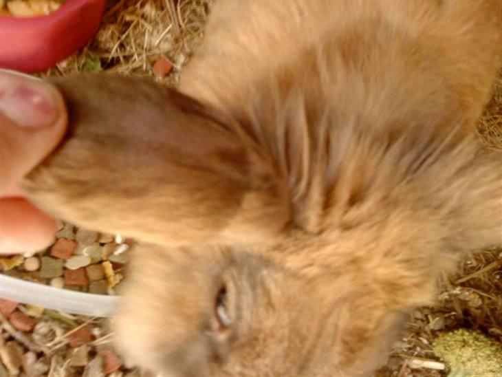 {{currentPhoto.altText}} billede {{currentPhoto.number}}