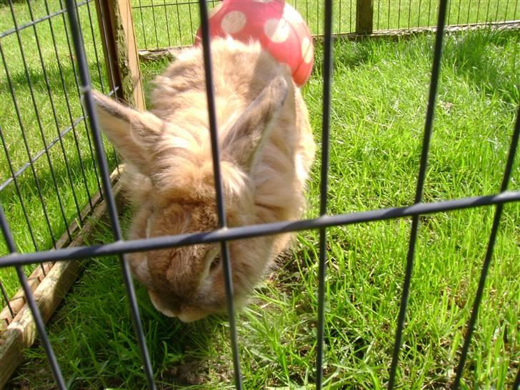 Zimpa leger i sit udebur billede 3