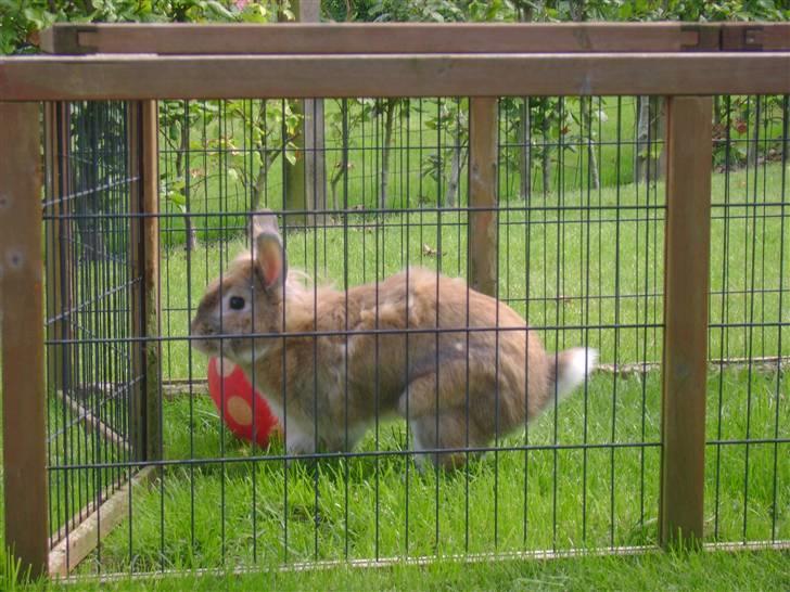 Zimpa leger i sit udebur billede 4