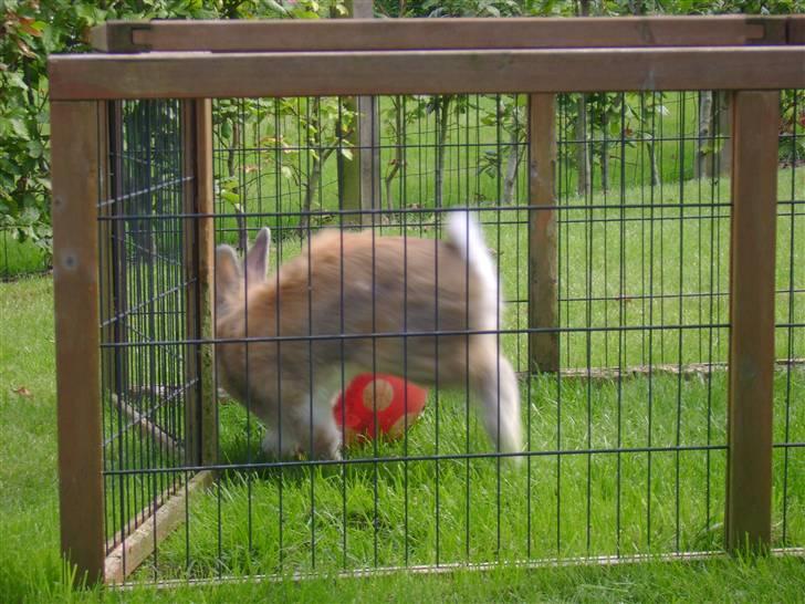 Zimpa leger i sit udebur billede 5