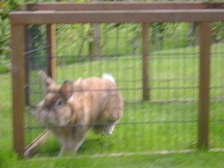 Zimpa leger i sit udebur billede 6