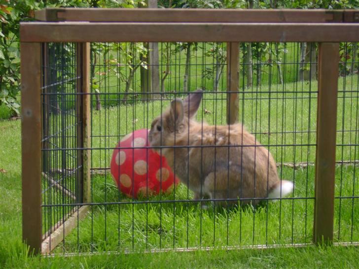 Zimpa leger i sit udebur billede 7