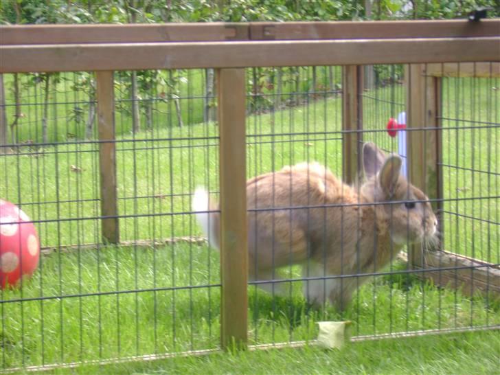 Zimpa leger i sit udebur billede 8