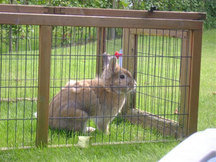 Zimpa leger i sit udebur billede 9