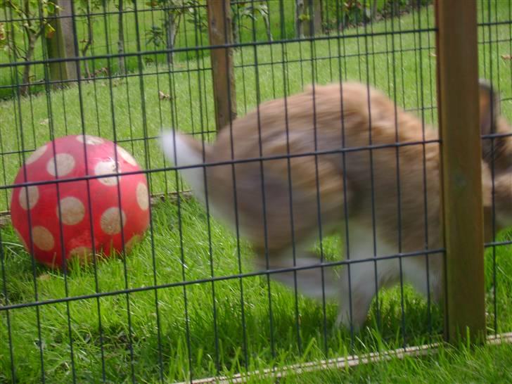 Zimpa leger i sit udebur billede 10