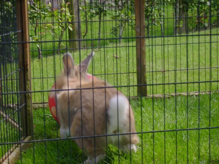 Zimpa leger i sit udebur billede 11