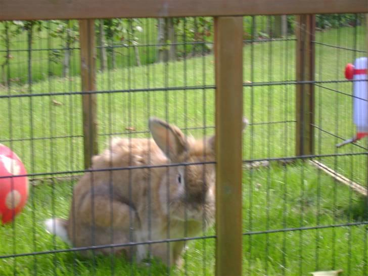 Zimpa leger i sit udebur billede 12