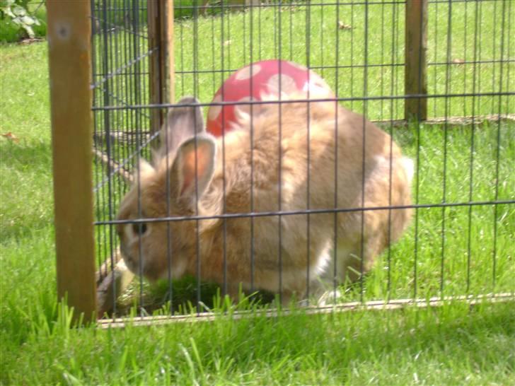 Zimpa leger i sit udebur billede 13