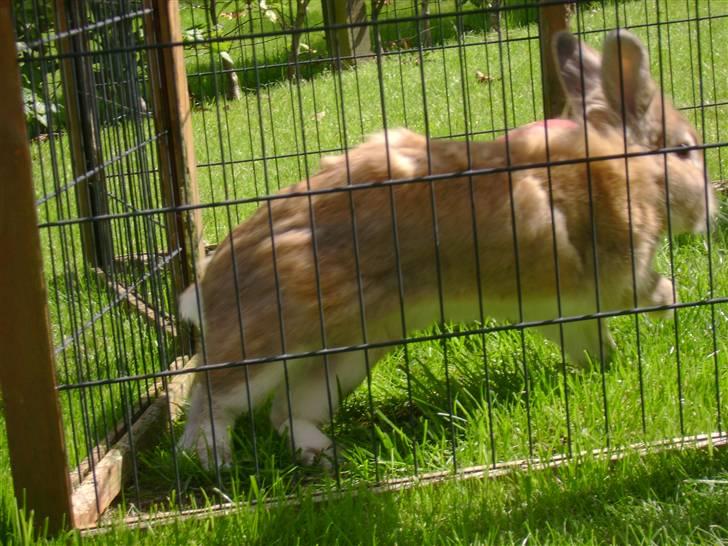 Zimpa leger i sit udebur billede 14