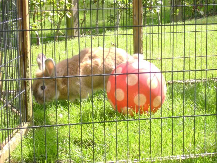 Zimpa leger i sit udebur billede 15