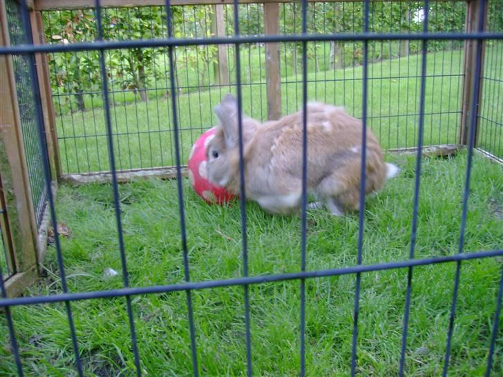 Zimpa leger i sit udebur billede 16