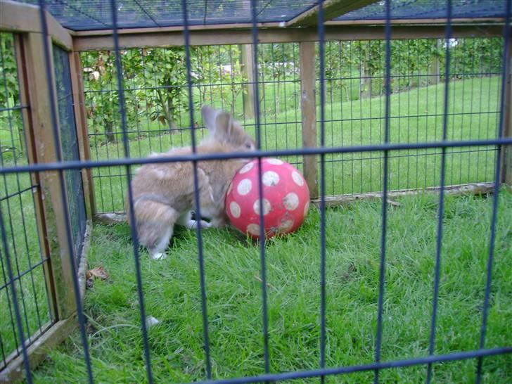 Zimpa leger i sit udebur billede 17