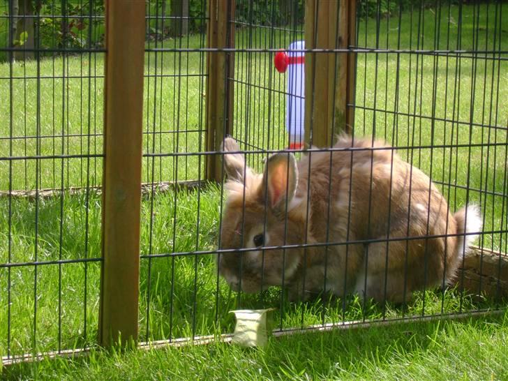 Zimpa leger i sit udebur billede 18