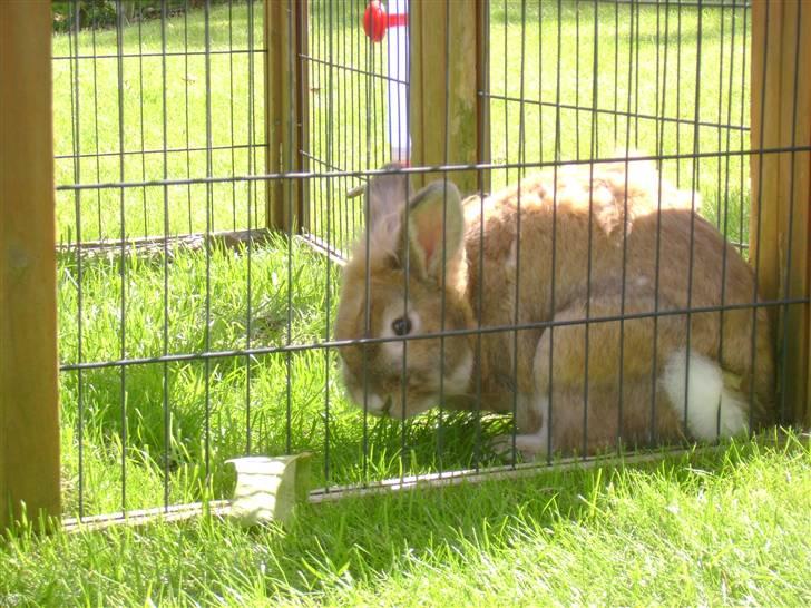 Zimpa leger i sit udebur billede 19