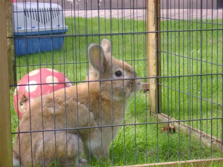 Zimpa leger i sit udebur billede 20