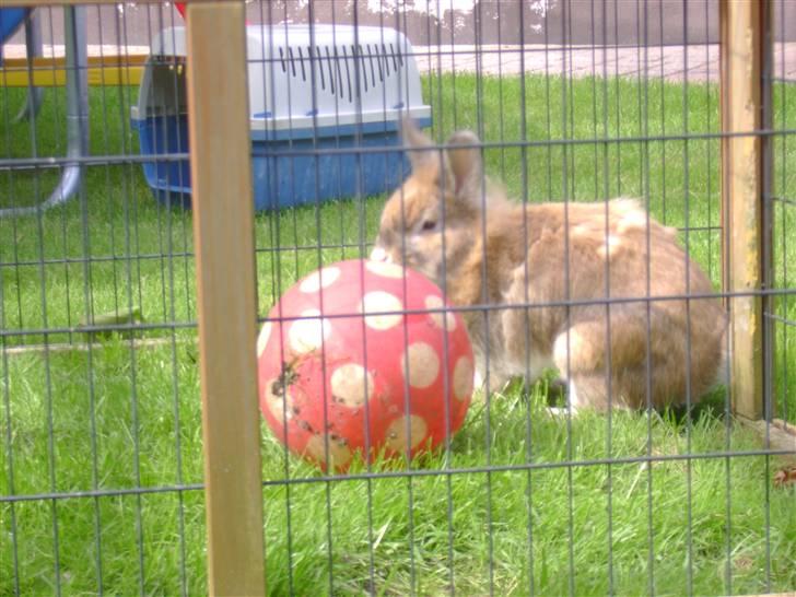 Zimpa leger i sit udebur billede 21