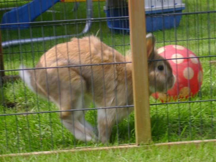 Zimpa leger i sit udebur billede 22