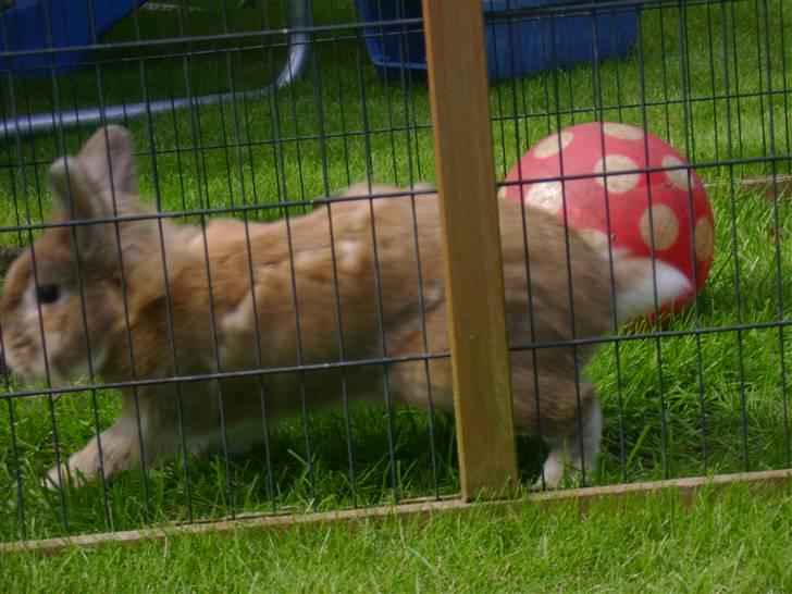 Zimpa leger i sit udebur billede 23