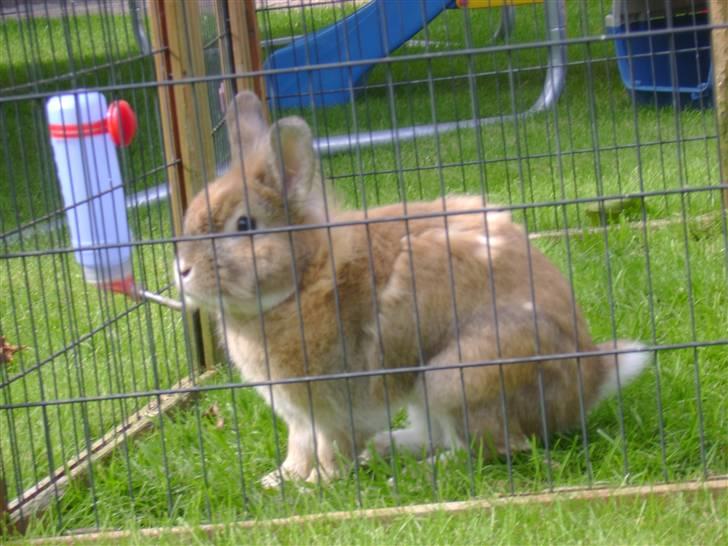 Zimpa leger i sit udebur billede 24