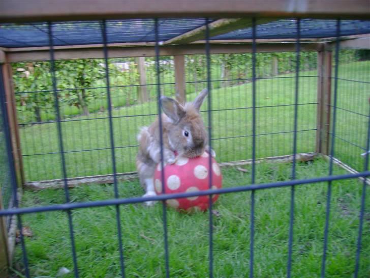 Zimpa leger i sit udebur billede 25