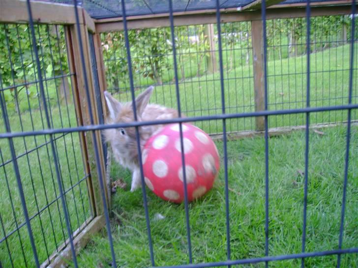 Zimpa leger i sit udebur billede 26