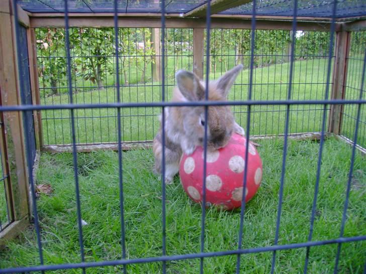 Zimpa leger i sit udebur billede 27