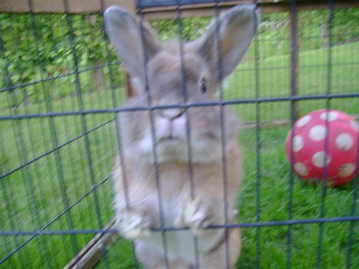 Zimpa leger i sit udebur billede 2