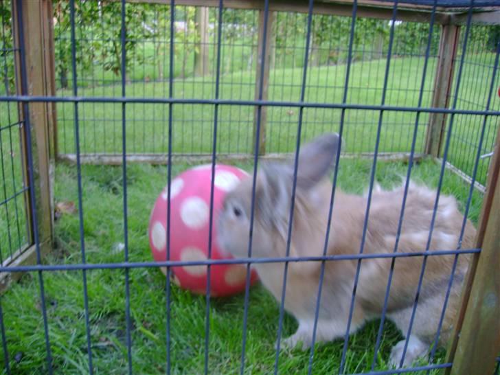 Zimpa leger i sit udebur billede 28