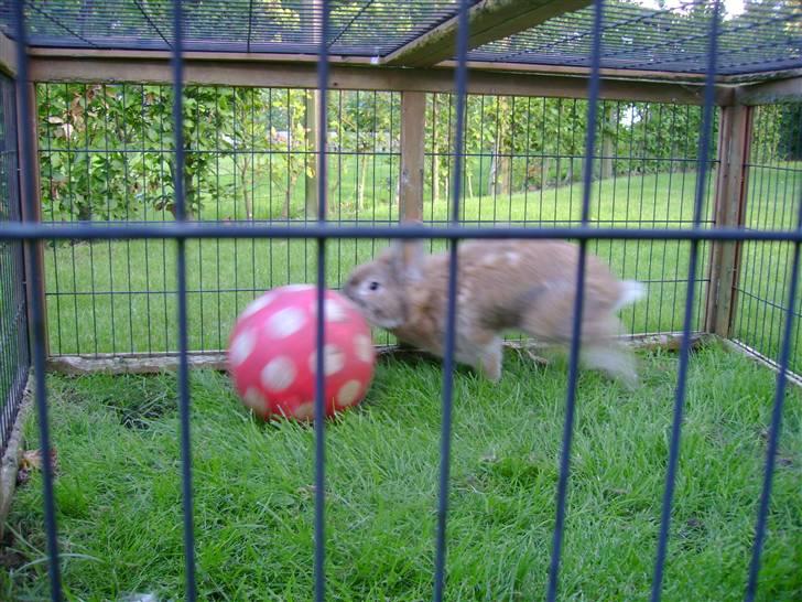 Zimpa leger i sit udebur billede 29