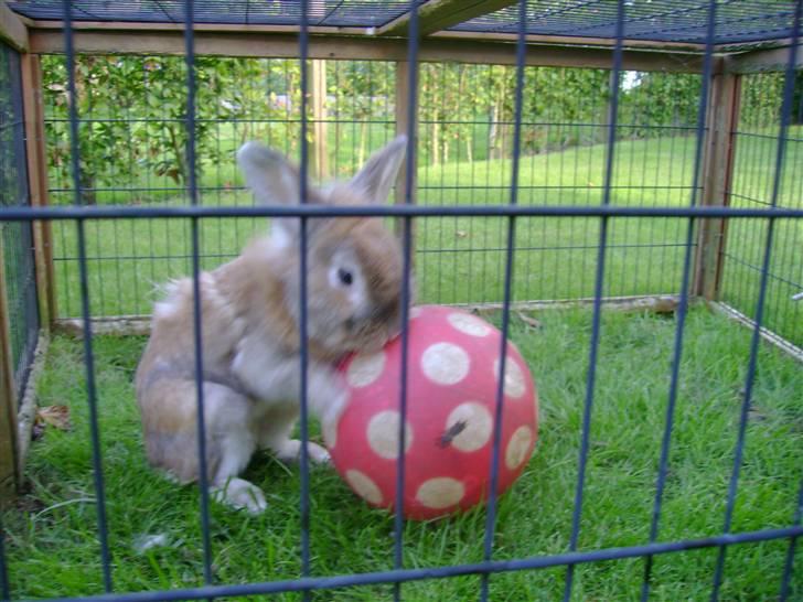 Zimpa leger i sit udebur billede 30