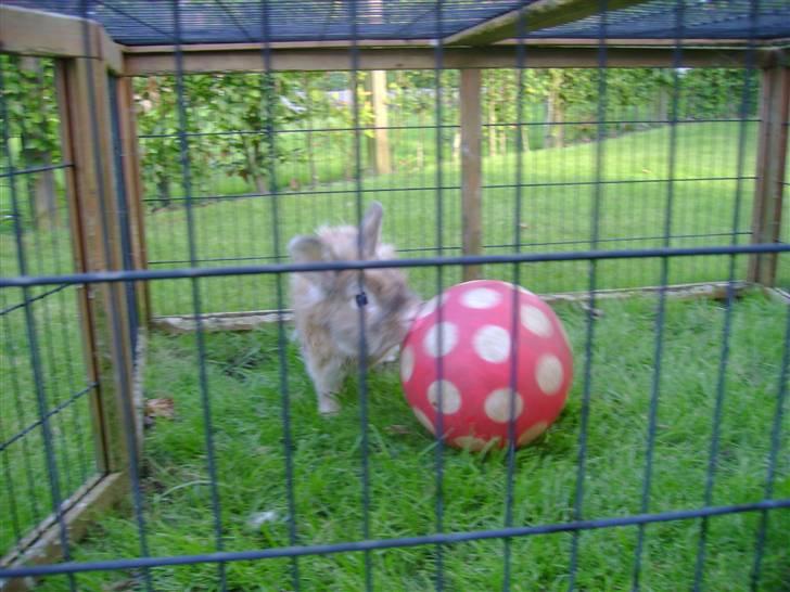 Zimpa leger i sit udebur billede 31