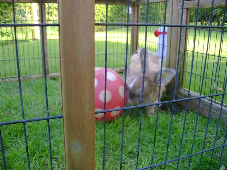 Zimpa leger i sit udebur billede 32