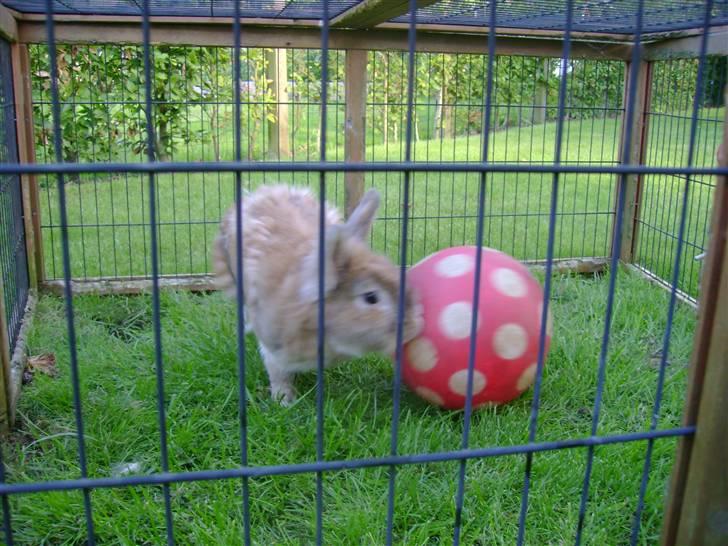 Zimpa leger i sit udebur billede 33