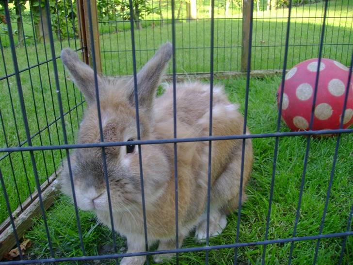 Zimpa leger i sit udebur billede 1